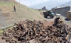 باقری: مقابله با قاچاقچیان چوب در مازندران تشدید می‌شود