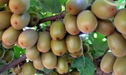 رشد 20 درصدی تجارت کشاورزی روسیه و ایران از ابتدای سال جاری میلادی