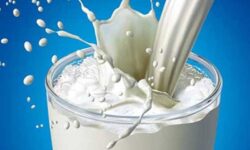 شیر مدارس میان ادعای تولید و قرارداد گم شده