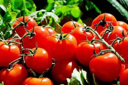 هزینه خرید جهانی گوجه فرنگی وارداتی در سال ۲۰۲۴ چقدر بوده است؟ | تسلط آسیا بر بازار جهانی