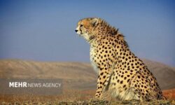 یوزپلنگ آسیایی زیر چتر فناوری