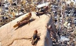 100 هزار هکتار از مزارع و باغات جنوب کشور در معرض حمله ملخ