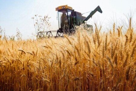اجرای طرح مزارع مشارکتی در سمنان؛ ۱۱ رقم گندم کاشته شد