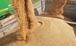 اختصاصی/ قیمت خرید تضمینی جو و ذرت 23 هزار تومان تعیین شد