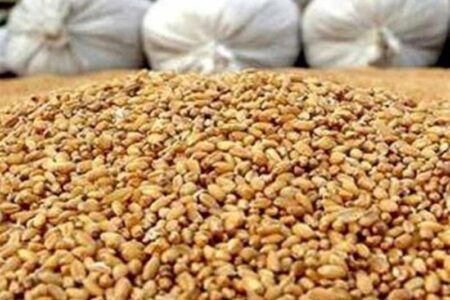 ادعای تعطیلی 75 درصد کارخانجات خوراک دام به دلیل نبود نهاده