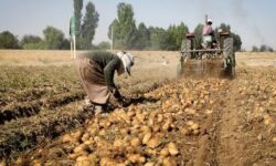 افزایش ۱۱ درصدی فروش جهانی سیب زمینی صادراتی در ۲۰۲۴؛ بازار اروپا داغ است