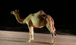 تصادف خودرو با شتر در شیبکوه موجب درگیری خونین دو طایفه شد