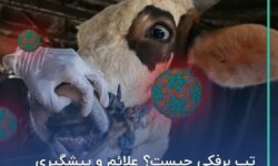 خسارت تب برفکی دامدارانی که بیمه باشند پرداخت می‌شود