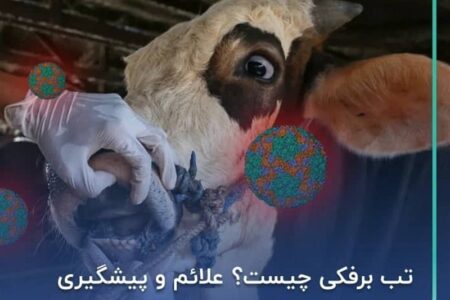 خسارت تب برفکی دامدارانی که بیمه باشند پرداخت می‌شود
