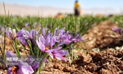 دستخواه احمدی: برداشت زعفران در تربت جام با کاهش ۴۰ درصدی مواجه شد