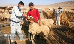 رضوان: ۱۳ هزار دام سبک و سنگین در کاشان واکسینه شد