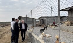 طرح جامع مدیریت سگ‌های بلاصاحب در مازندران کلید خورد