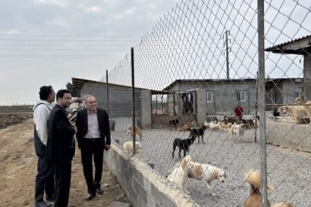 طرح جامع مدیریت سگ‌های بلاصاحب در مازندران کلید خورد