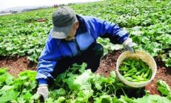 «نجات آب» ــ 46 | ترویج بسته‌های تکنولوژی به زبان محلی در روستاها