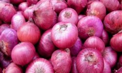 هسته‌ای در کشاورزی ــ 60| بیماری سفیدک پیاز، با فناوری هسته‌ای قابل کنترل است