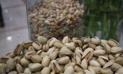 هسته‌ای در کشاورزی ــ 65 | دفع حشرات «پسته» با فناوری هسته‌ای