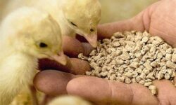 وعده وزیر برای ترخیص کامل محموله‌های نهاده معطل در بنادر