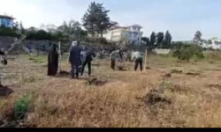 پویش نهالکاری «در سایه مادر» در ساحل مازندران