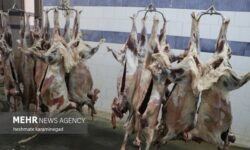کاهش ۱۰ درصدی قیمت گوشت قرمز در قزوین در دستور کار است