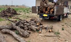 کشف ۱۰ تن چوب جنگلی قاچاق در دهگلان