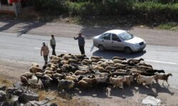 یاسمی: کوچ قشلاقی عشایر در استان ایلام تا پایان آذرماه ادامه دارد