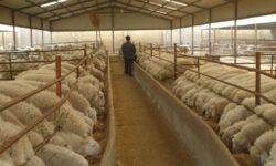 ۴.۸ میلیون تن کالای اساسی آماده ترخیص در بنادر کشور