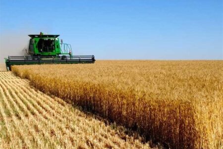 انتقال تولید گندم به اراضی دیم  تا 5 سال آینده