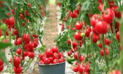 خاش؛ پیشتاز کشاورزی گلخانه‌ای و گسترش بازارهای صادراتی در جنوب شرق