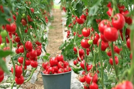 خاش؛ پیشتاز کشاورزی گلخانه‌ای و گسترش بازارهای صادراتی در جنوب شرق