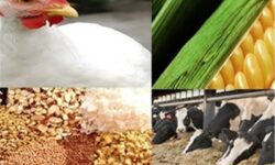 نقدینگی تولیدکنندگان پس از حذف ارز ترجیحی تامین می‌شود