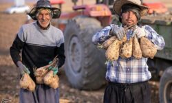 هسته‌ای در کشاورزی ــ 71  |اصلاح چغندرقند برای قنددهی بیشتر