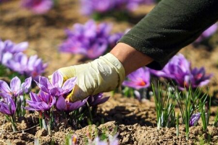 هیچ تغییری در زعفران کاری کشور نسبت به ۵۰ سال گذشته رخ نداد؛ ضرورت کشت مکانیزه طلای سرخ