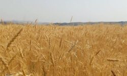 پرداخت ریالی ضرر حذف ارز ترجیحی به کشاورزان