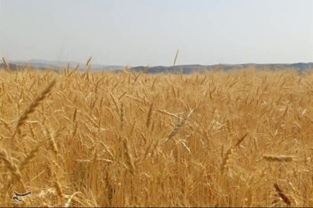 پرداخت ریالی ضرر حذف ارز ترجیحی به کشاورزان