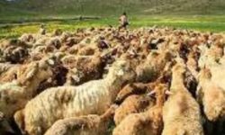 کنترل چرای دام در مناطق حساس آبی