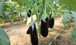 ارزش ۱۳میلیون دلاری صادرات بادمجان ایران؛ صادرات ایران ۶۵درصد کاهش یافت