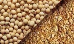 به‌روزرسانی قیمت کنجاله سویا و توقف ثبت سفارش‌های زمستانی