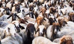 تزریق 50 هزار میلیارد تومان برای تامین نقدینگی صنعت دام و طیور