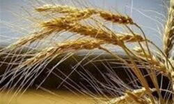 تقویت امنیت غذایی کشور با بومی‌سازی بذرهای راهبردی