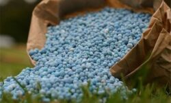 خیراندیش: ۴۵۰۰ تُن کود شیمیایی میان کشاورزان در لنگرود توزیع شد