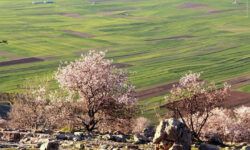 قصه کفتار راه راه در «سایدا»؛ پروژه‌ای که باعث سقوط کارگردان شد!