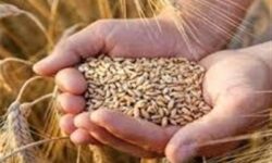 نرخ خرید تضمینی گندم به فوریت اصلاح می‌شود