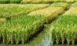 هسته‌ای در کشاورزی ــ 83| کنترل کرم ساقه‌خوار برنج