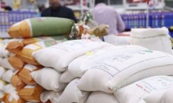 واردات برنج افزایش یافت