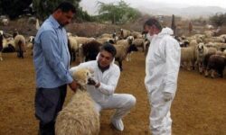 کیخا: ارائه خدمات رایگان دامپزشکی در مناطق محروم