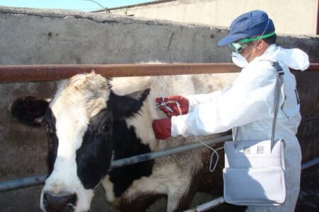 گلی: اجرای طرح جهادی دامپزشکی در روستای درمن؛واکسیناسیون ۳۹۰۰ رأس دام