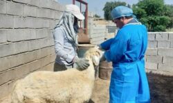 ۳۷۴ هزار راس دام در مازندران واکسیناسیون شد
