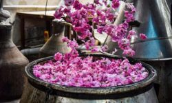 آغاز ششمین جشنواره ملی گلاب گیری و سوغات اقوام ایرانی در کرج