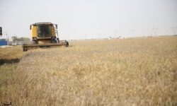 آمادگی 500 هزار میلیارد تومانی برای خرید تضمینی گندم در 1405