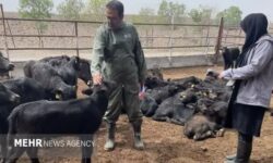 اجرای پروژه اصلاح نژاد گاومیش در سمنان؛ طرح با ۲۰۰ راس دام آغاز شد